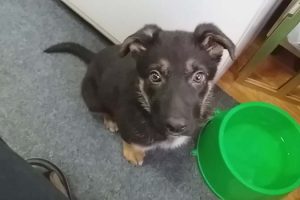 Как отучить щенка кусаться