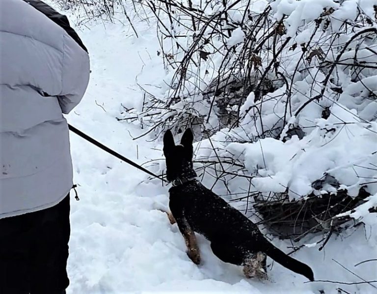 Воспитание котёнка