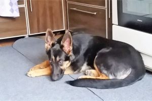 Чем кормить щенка немецкой овчарки