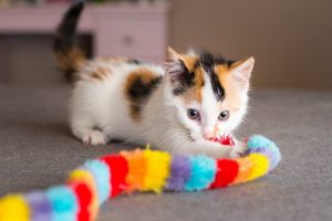 Игры для котёнка