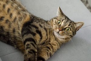 Гипоаллергенный кошки