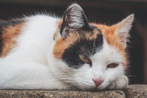 Интересные факты о кошках