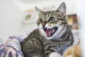 Почему кошки шипят