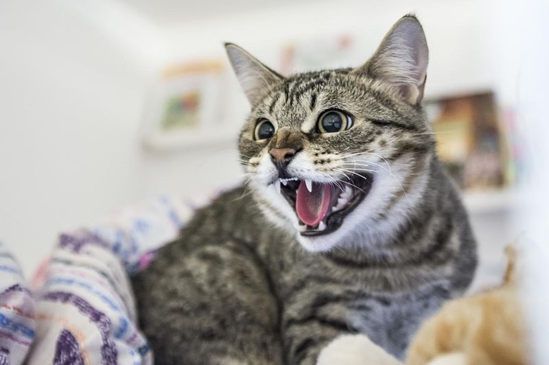 Почему кошки шипят