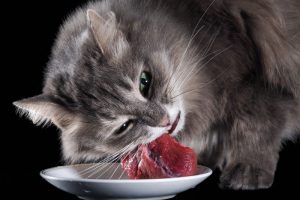 Чем нельзя кормить кошку