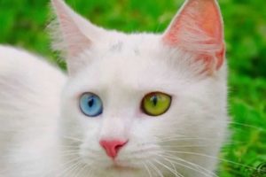 Белые кошки с разными глазами