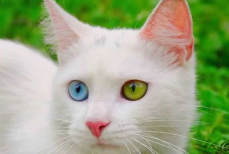 Белые кошки с разными глазами