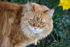 Самых больших домашних кошек
