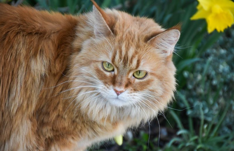 Самых больших домашних кошек