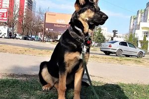 Социализация щенка