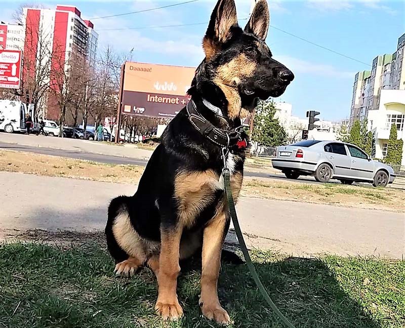 Социализация щенка