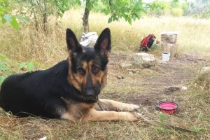 Ведёрко из бурьяна, зато Кейси гульнула на славу