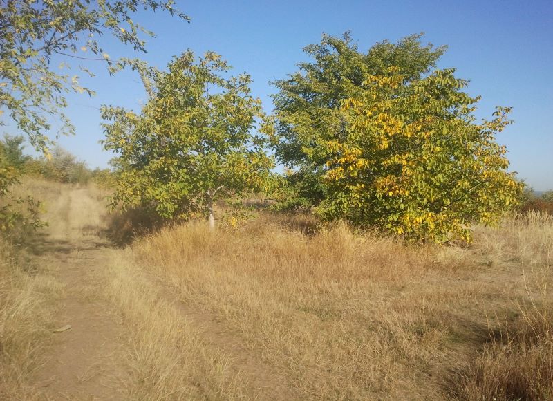 День рождения собаки